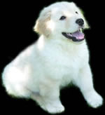 puppy on black