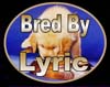 golden retrievers, golden retriever breeder, golden retriever puppies, lyric goldens, Bred By Lyric