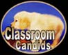golden retrievers, golden retriever breeder, golden retriever puppies, lyric goldens, Classroom Candids