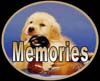 golden retrievers, golden retriever breeder, golden retriever puppies, lyric goldens, Memories